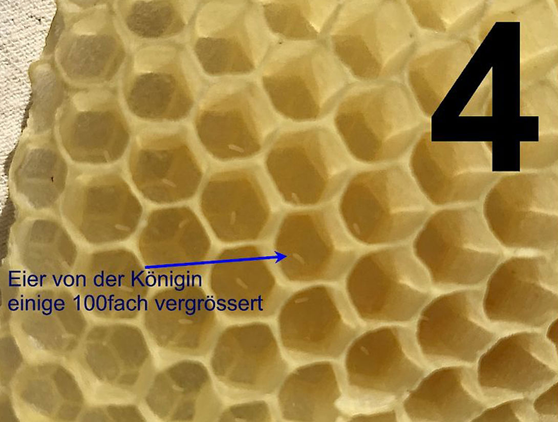 GEO Energie Ostalb Bienentagebuch: Tagebucheintrag 29.03.2020 – Bild 4