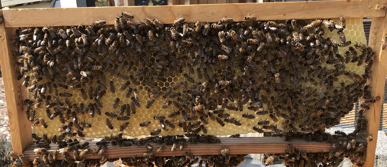 Bienentagebuch: Bienenvolk – GEO Energie Ostalb
